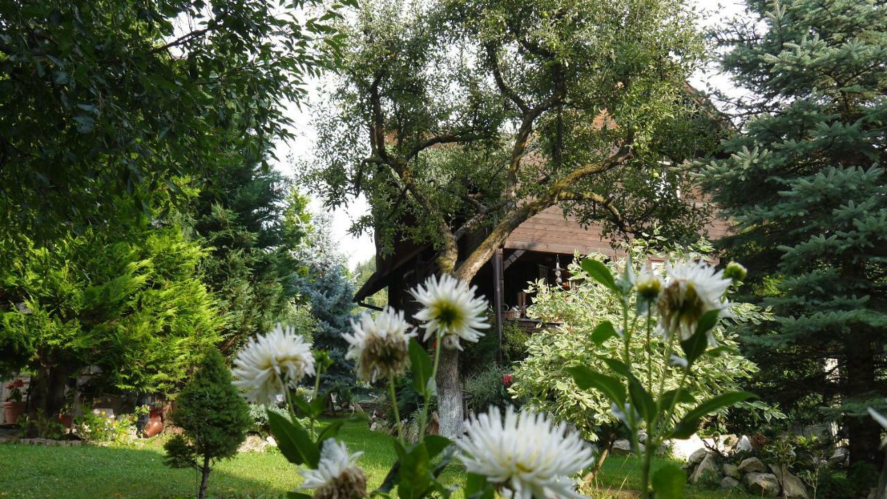 Cabana Rustic Borşa Extérieur photo